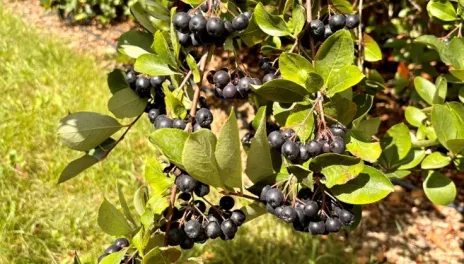 A branch of a green, leafy Aronia shrub is bending toward the ground under the weight of many clusters of dark blue berries. 