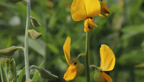 sunn hemp (crotalatia juncea) 