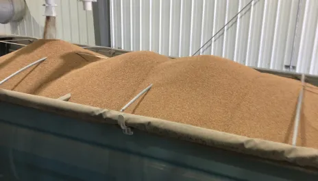 A truckload of ND Stampede grain is loaded in a blue truck box.