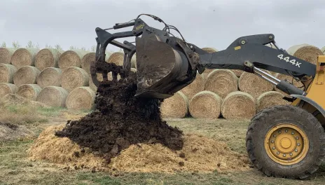 A yellow payloader covers an animal mortality with bulking material (manure), on top of a two-foot thick carbon (straw) base. Large round hay bales are in the background.