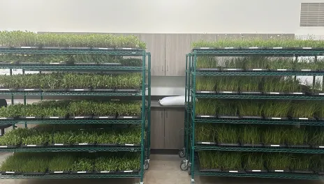 Racks of seedlings