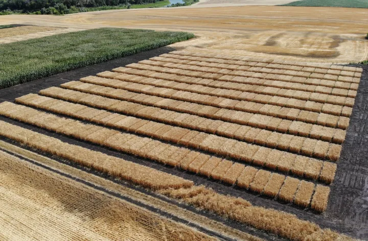 A field with golden wheat in rows, bordered by a plowed field on one side and a green corn field on the other.