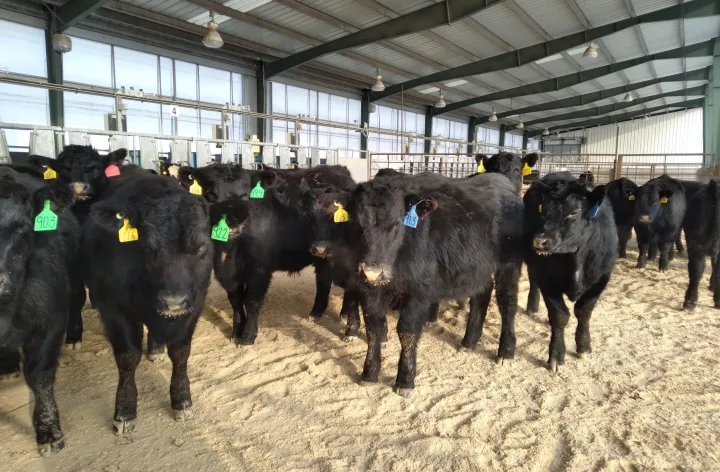 black cows with ear tags in a pen