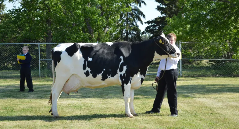 boy with dairy cow