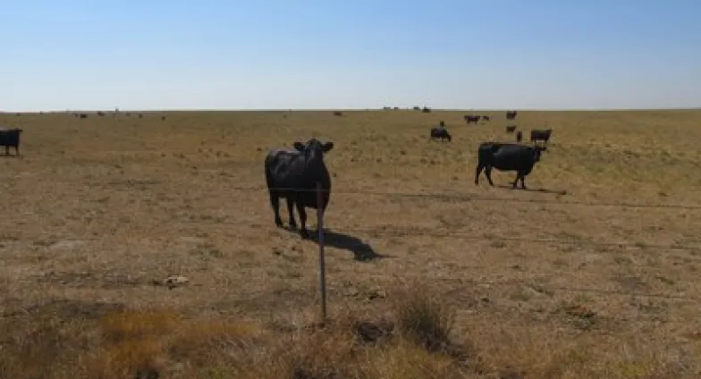 Cyanobacteria, also known as blue-breen algae, can produce toxins that are harmful to livestock