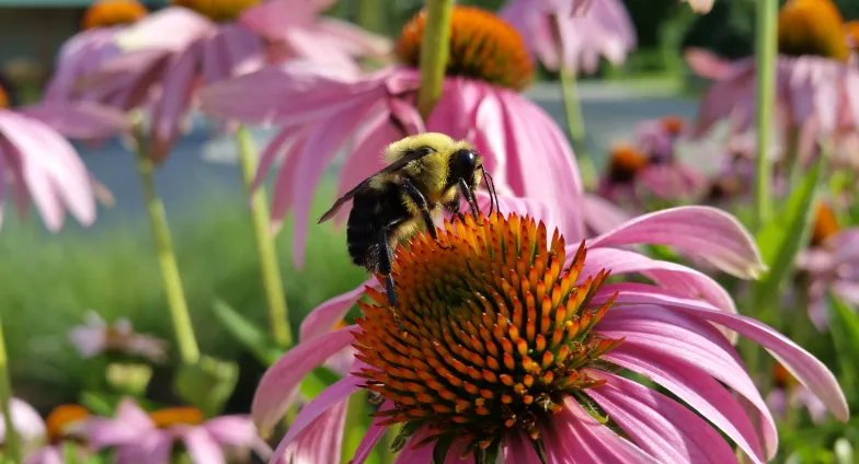 bumble bee on coneflower