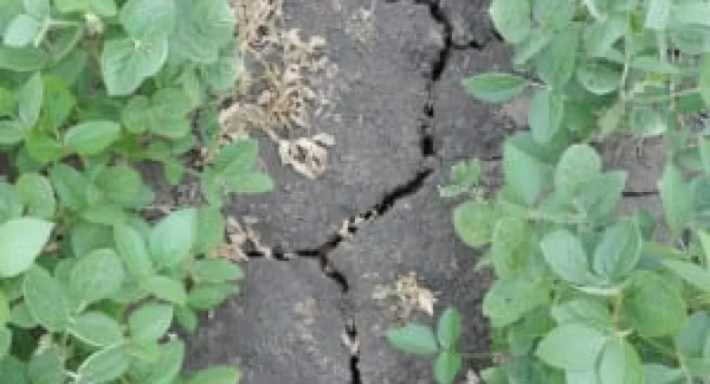 Soil crusting