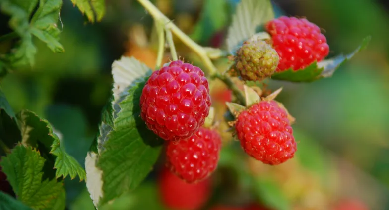 Ripe red raspberries on bramble stems