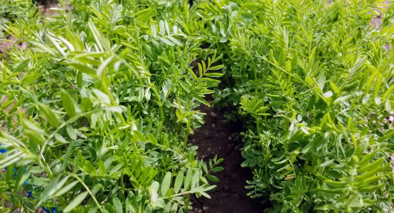 2 rows of green lentil plants