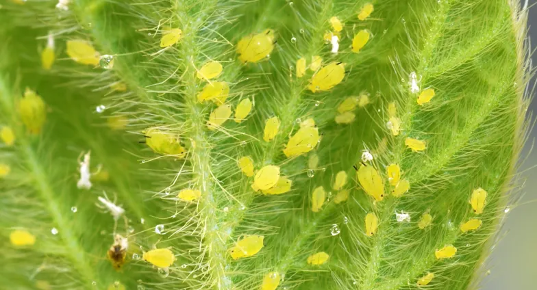 microscopic close up of leaf with aphids