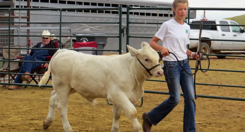 girl showing beef cow