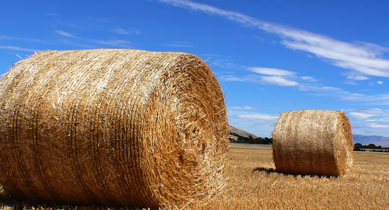 hay bales in field