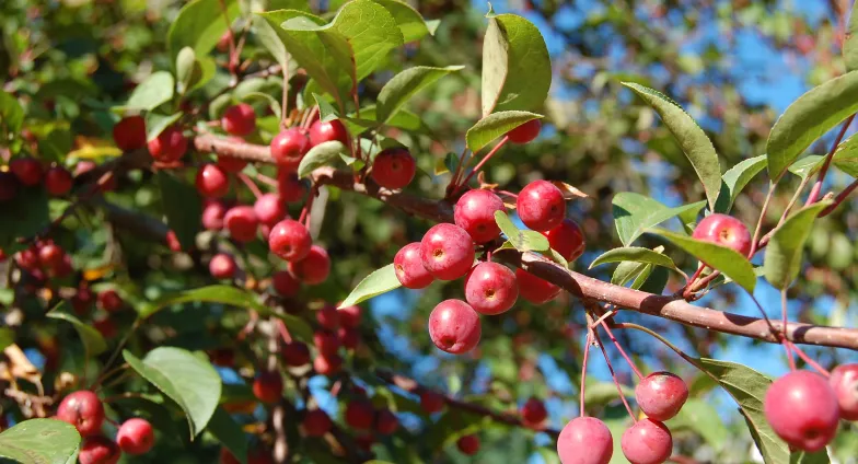 Ripe crabapples on tree branches 