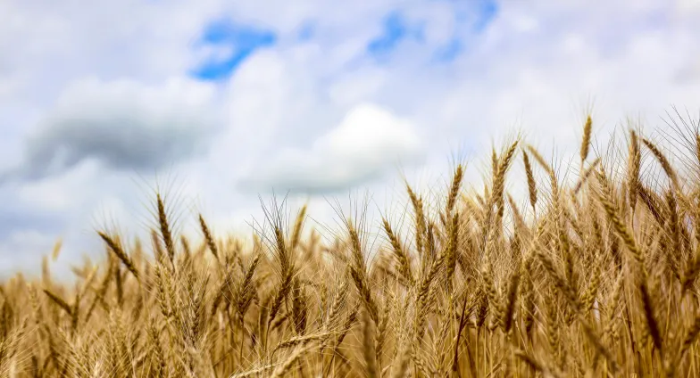 close up of wheat in a field