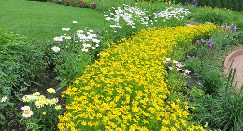 yellow coreopsis along a path