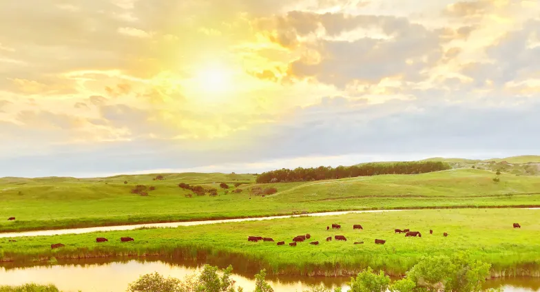 sunny pasture landscape