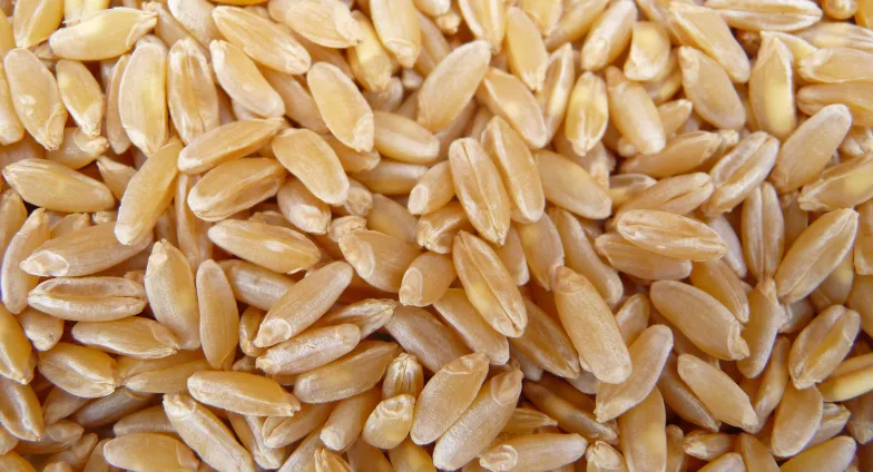 wheat seeds