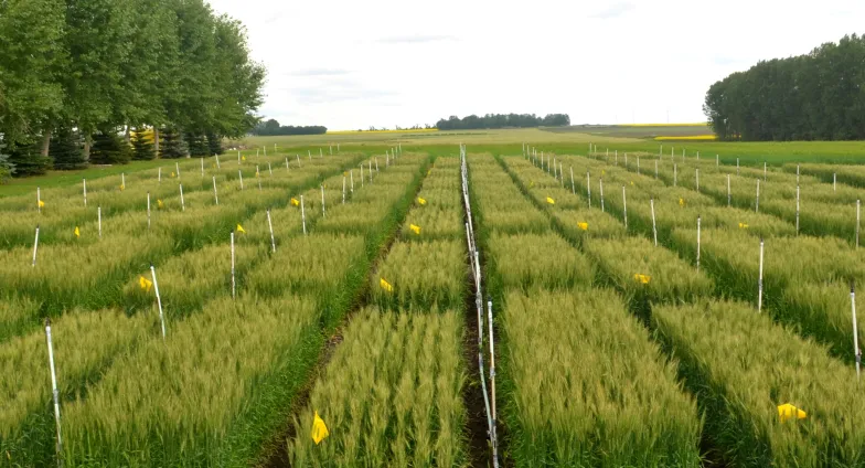 Crop test plots