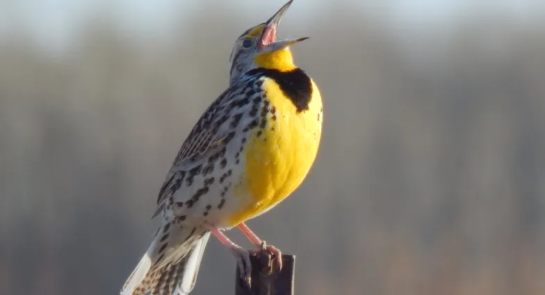 yellow breasted bird with white feathers on top and black spots