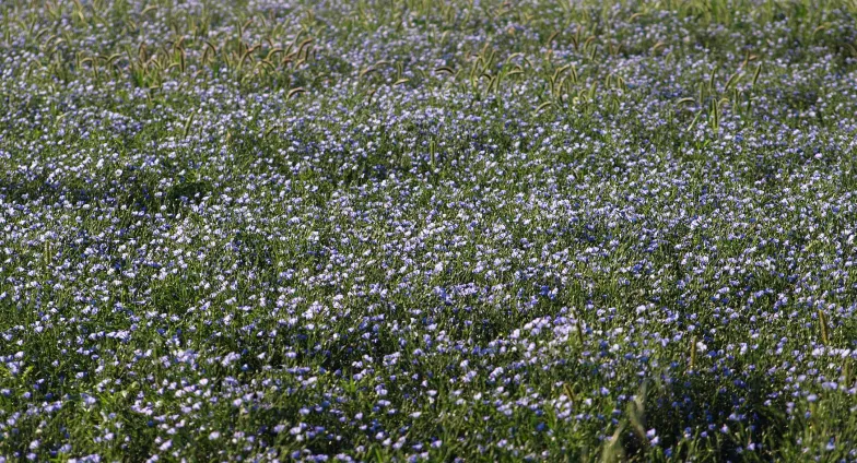 a field with small white flowers