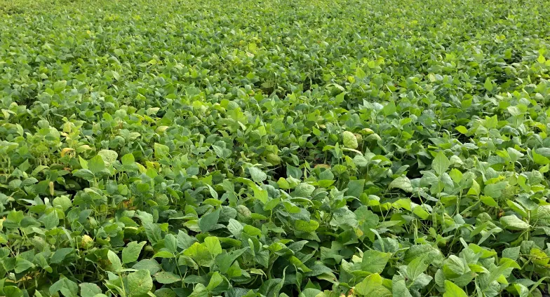 rows of dry bean plants