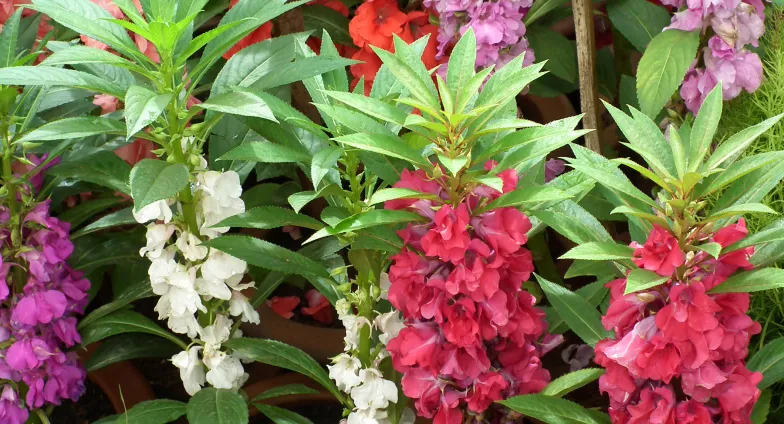 Pink, purple, and white balsam in bloom