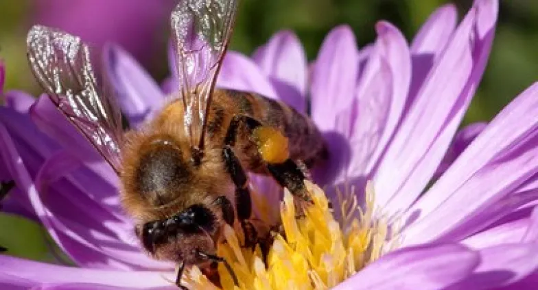 Close up of a bee on a purple flower