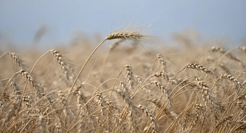 wheat blowing in the wind