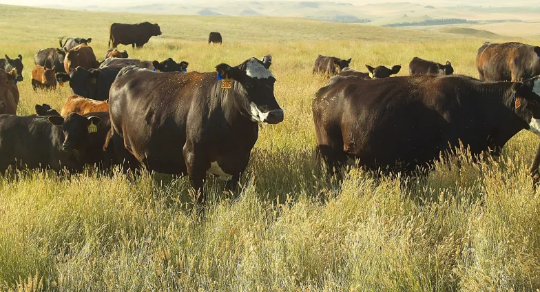 herd of cows in pasture