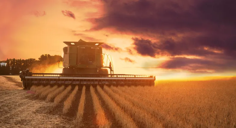 combine harvesting at sunset