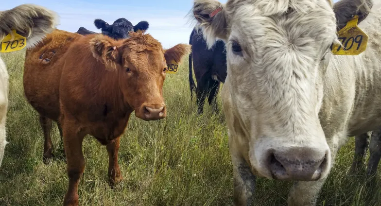 cow closeup