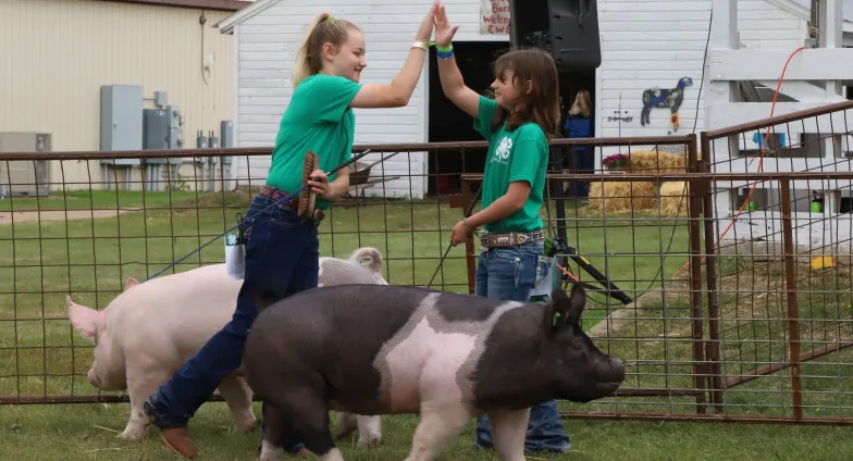 4H girls high-fiving with pigs