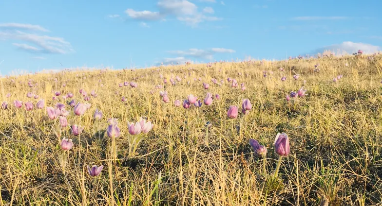 crocus on the prairie