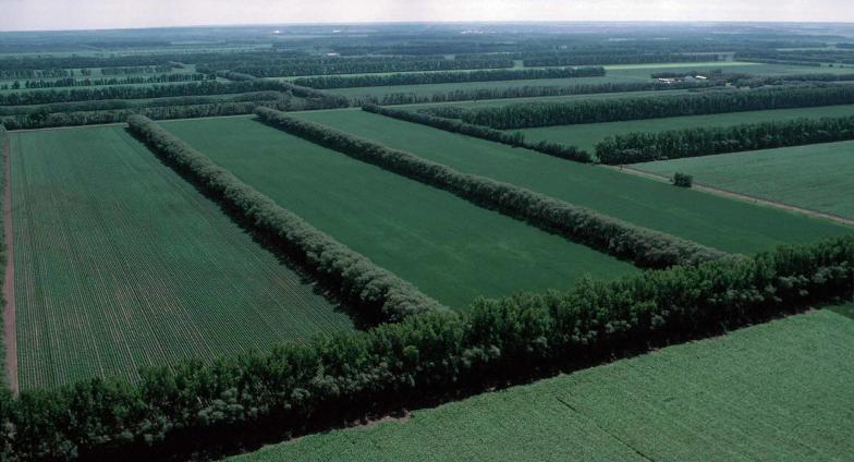 aerial view of grassy plots