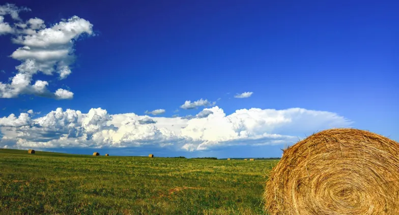 Haybale on a grassy field