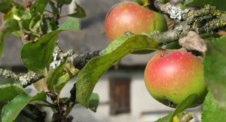 Close up of ripe apples on tree branch with a farmhouse in the background 