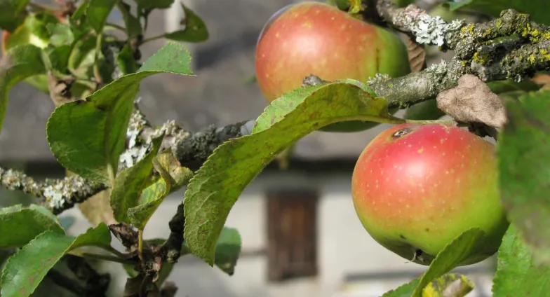 Apples on apple tree in a close up with farmhouse behind