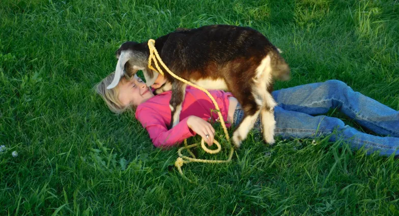 A girl in a pink shirt and jeans lies on her back in green grass as a small black and brown goat tries to lick her face.