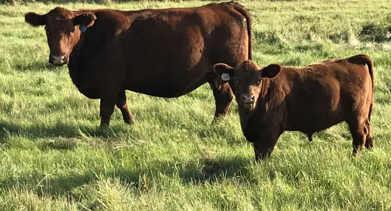 Cow with calf stokka