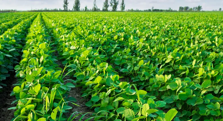 soybean field