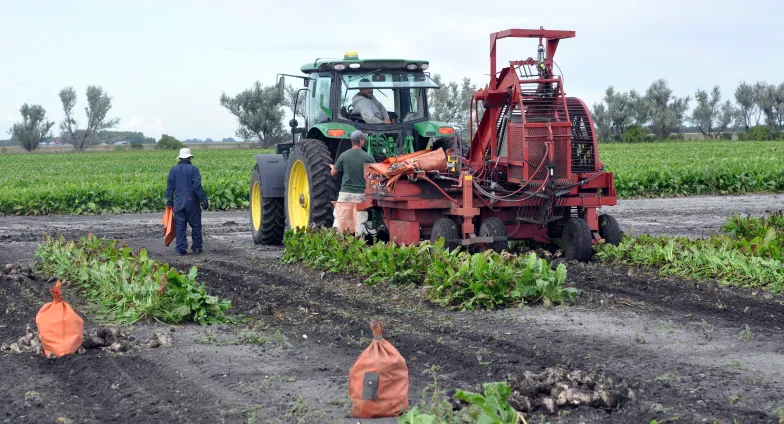 harvesting sugar beets