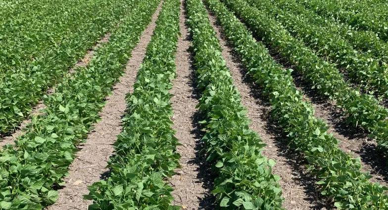 rows of dry beans 