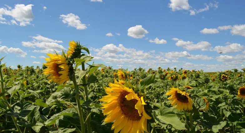 The top of a sunflower field features three large yellow blossoms in the foreground, stretching to the horizon against a blue sky with white clouds.