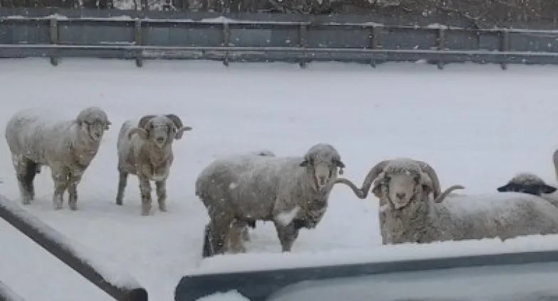 A group of rams faces the camera in a snowy pen, with a metal fence visible in the background, in front of bare trees.