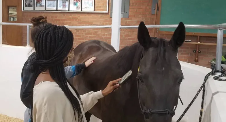 woman brushing a horse