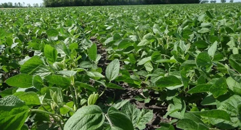 soybean field