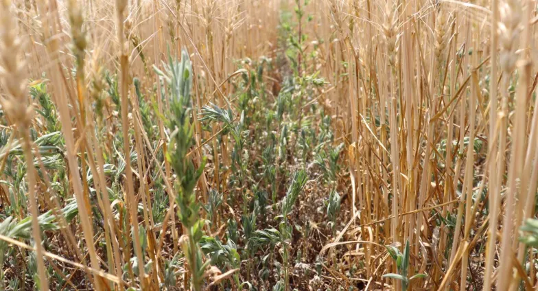 Kochia in wheat