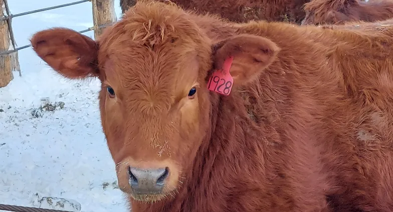 Feedlot cattle standing in a snowy pen.