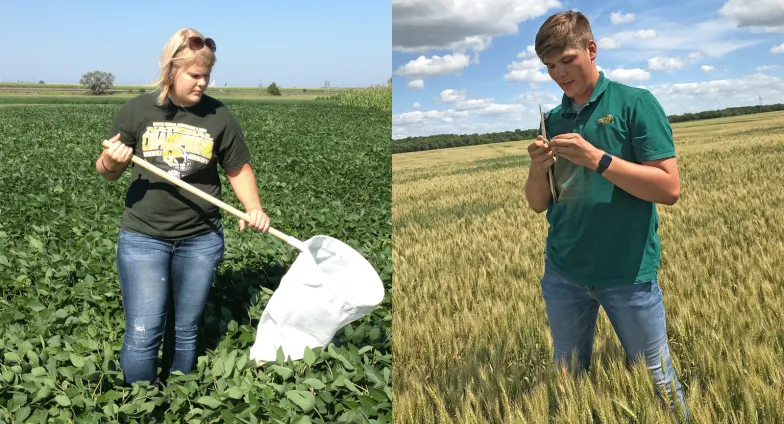 Two pictures: On the left, a woman in a green t-shirt stands in a soybean field holding an insect net. On the right, a man in a green polo scouts wheat for insects.