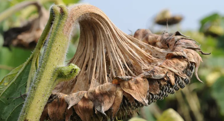 sunflower head turned brown and drooping